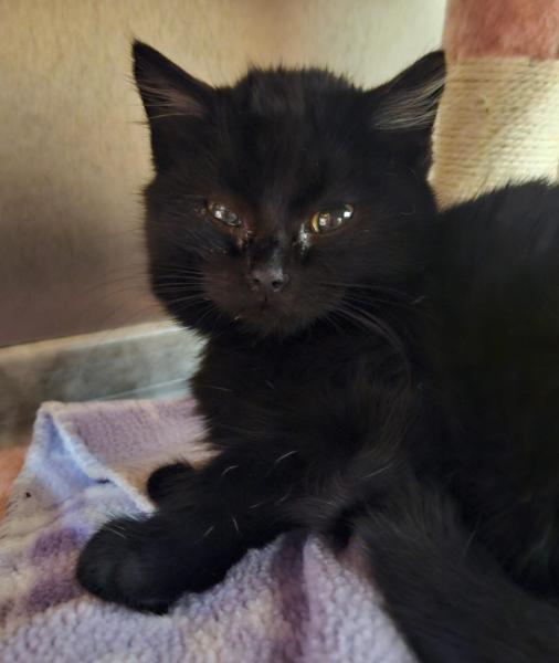 Europäische Hauskatze