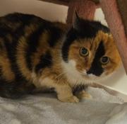 Fundtier Tier-ID 36243