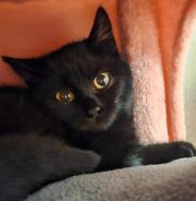 Fundtier Tier-ID 35496