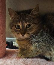 Fundtier Tier-ID 35498