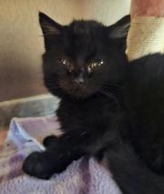 Fundtier Tier-ID 35497