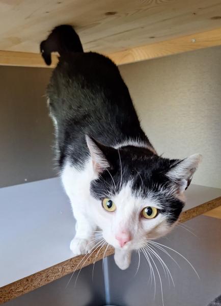 Europäische Hauskatze