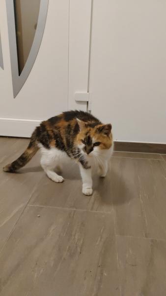 Europäische Hauskatze