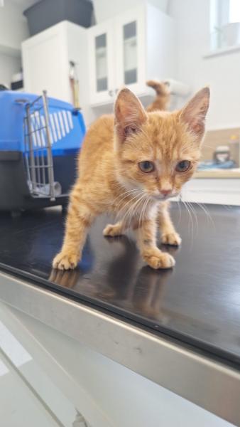 Europäische Hauskatze