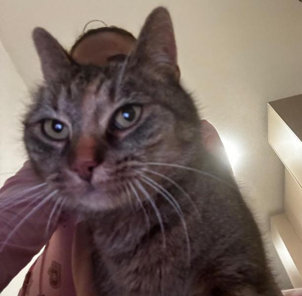 Europäische Hauskatze