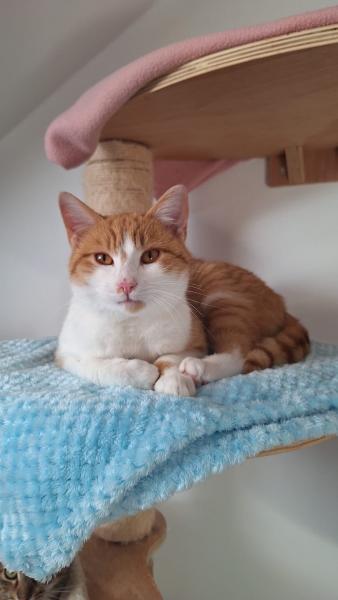 Europäische Hauskatze