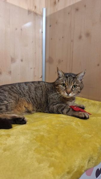 Europäische Hauskatze