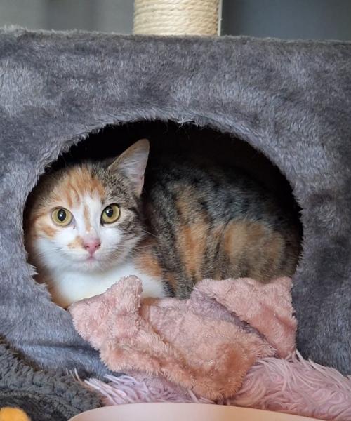 Europäische Hauskatze