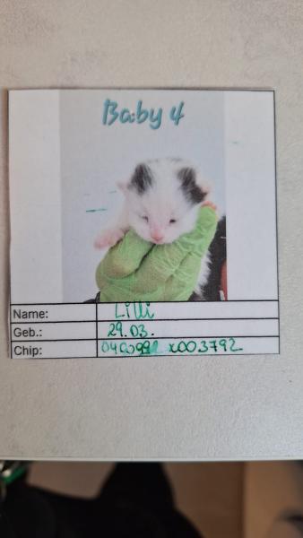 Europäische Hauskatze