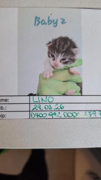 Europäische Hauskatze