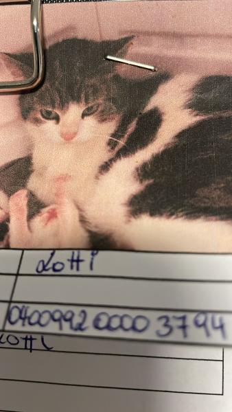 Europäische Hauskatze