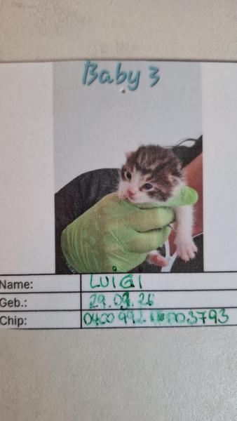 Europäische Hauskatze
