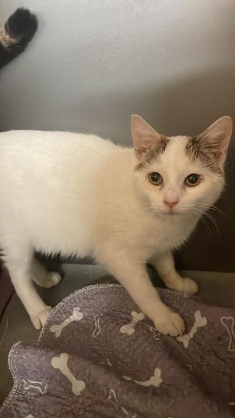 Europäische Hauskatze