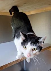 Fundtier Tier-ID 39715