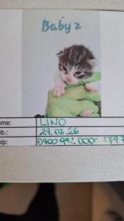 Fundtier Tier-ID 40202