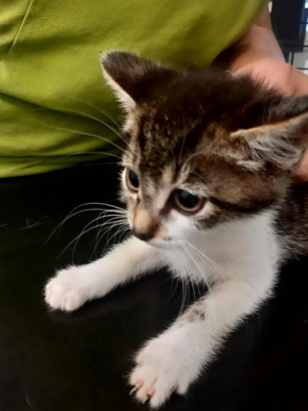 Europäische Hauskatze