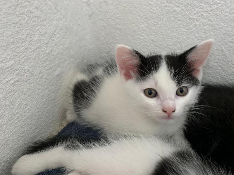 Europäische Hauskatze