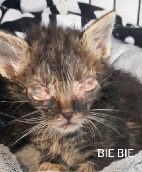 Europäische Hauskatze