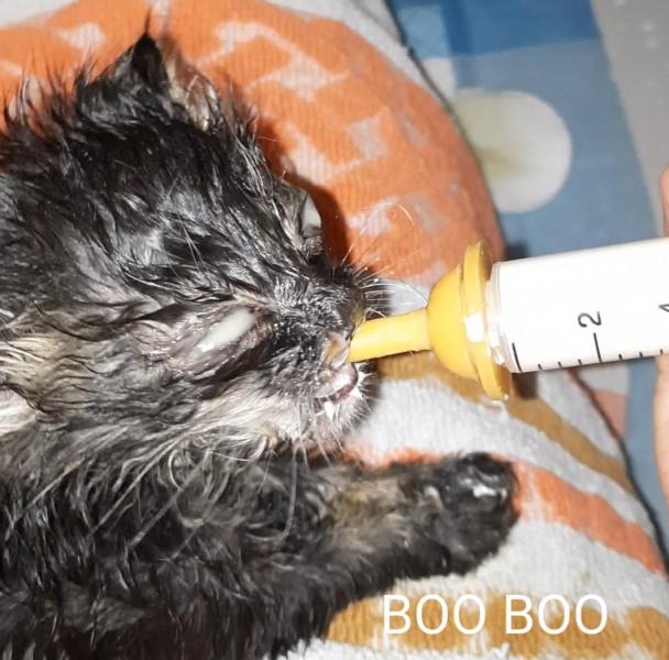 Europäische Hauskatze