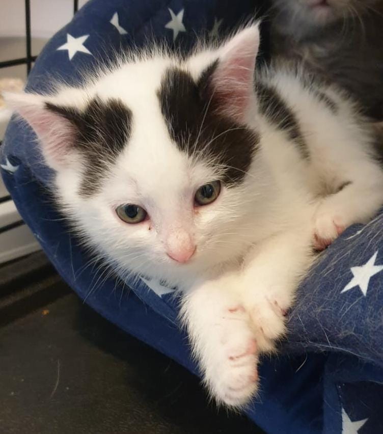 Europäische Hauskatze