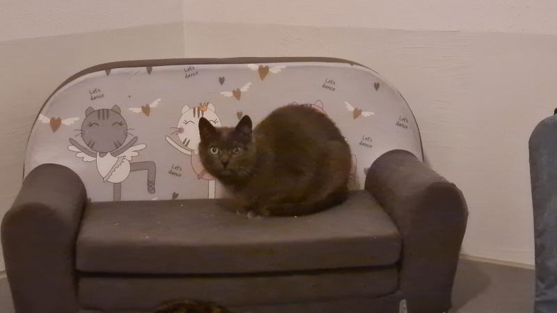 Europäische Hauskatze