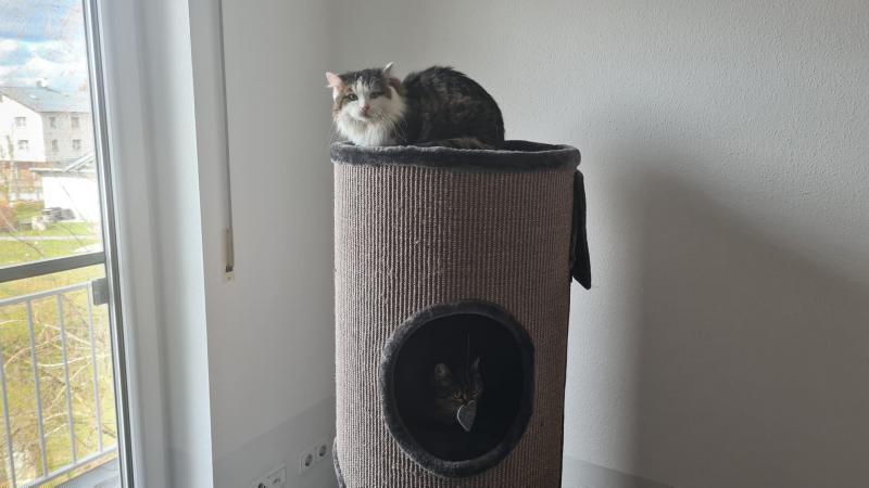 Langhaarkatze-Mischling