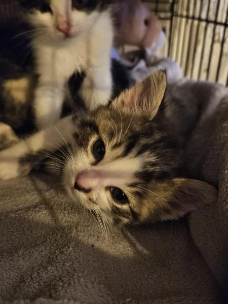 Europäische Hauskatze