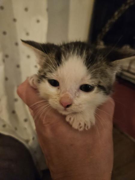 Europäische Hauskatze