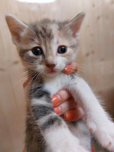 Europäische Hauskatze