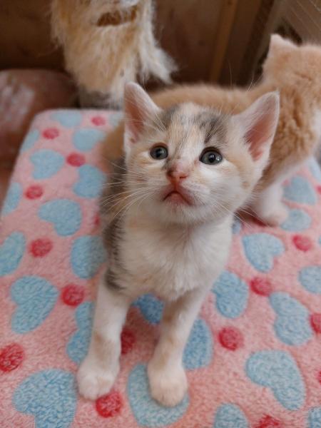 Europäische Hauskatze