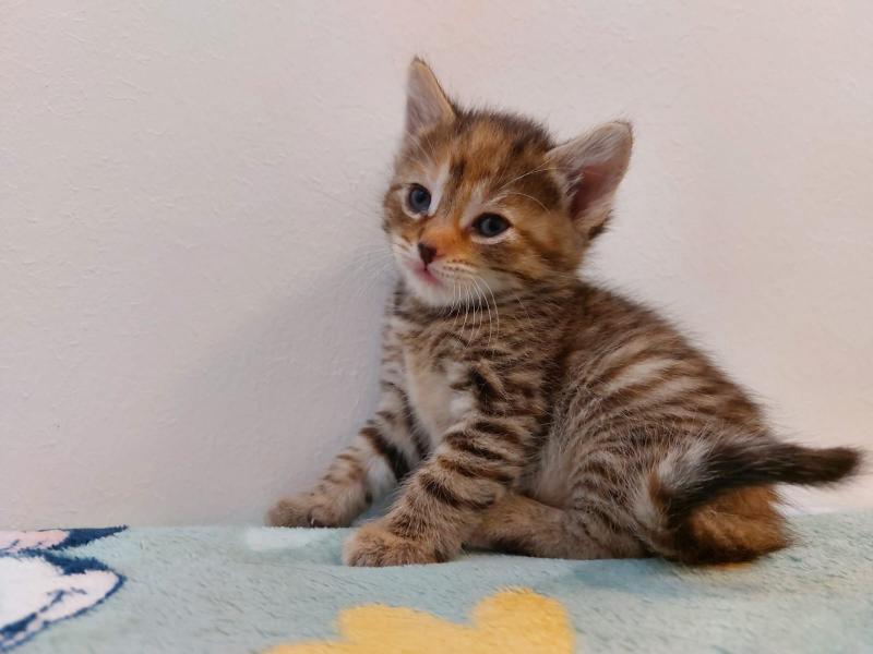 Europäische Hauskatze