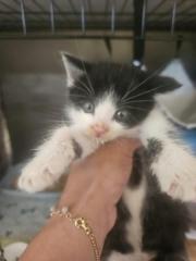 Fundtier Tier-ID 32774