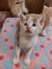 Fundtier Tier-ID 32762