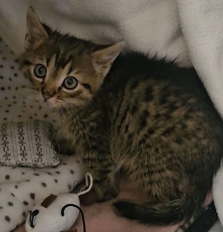 Europäische Hauskatze