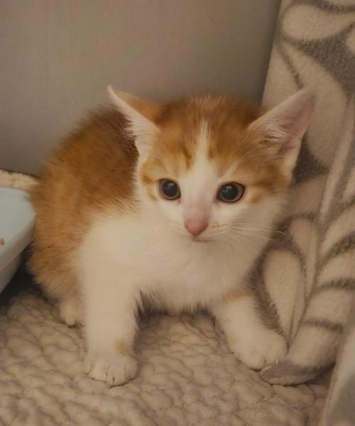 Europäische Hauskatze