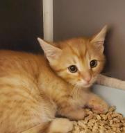 Fundtier Tier-ID 36903