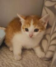 Fundtier Tier-ID 36904