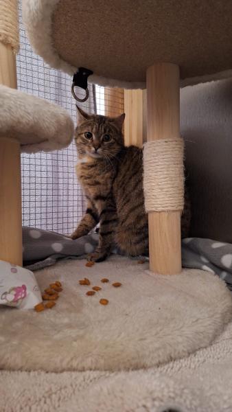 Europäische Hauskatze