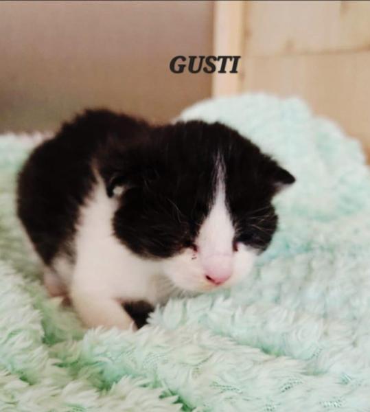 Europäische Hauskatze