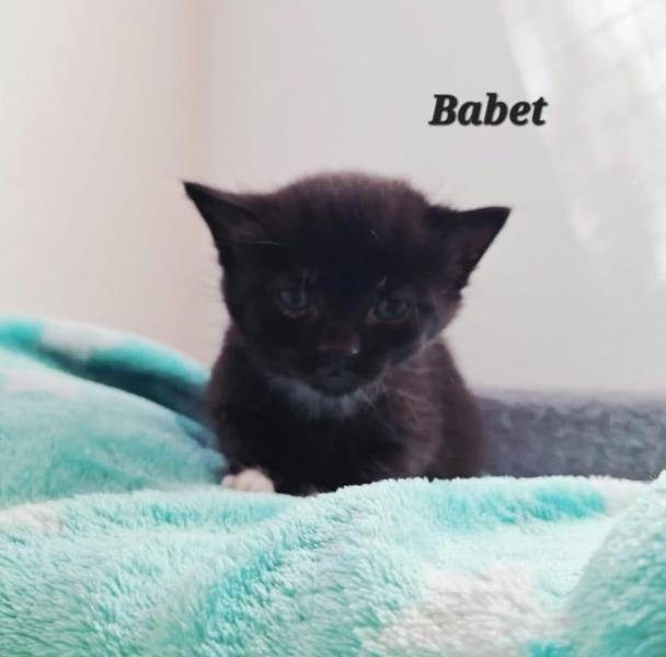 Europäische Hauskatze