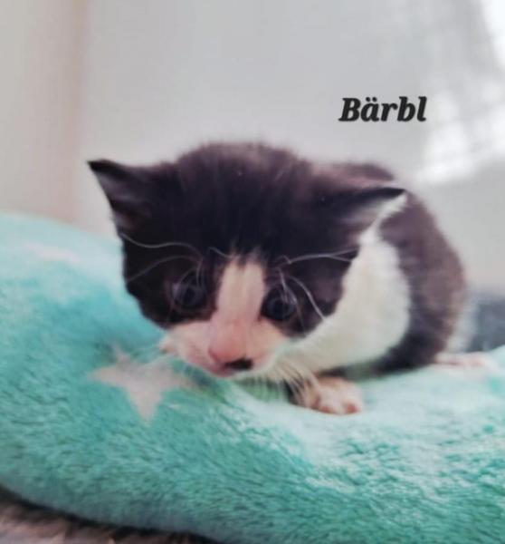 Europäische Hauskatze