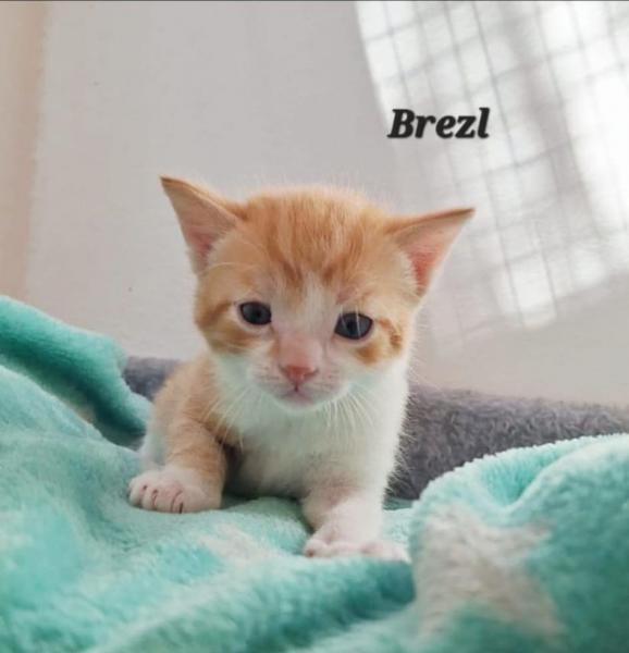 Europäische Hauskatze