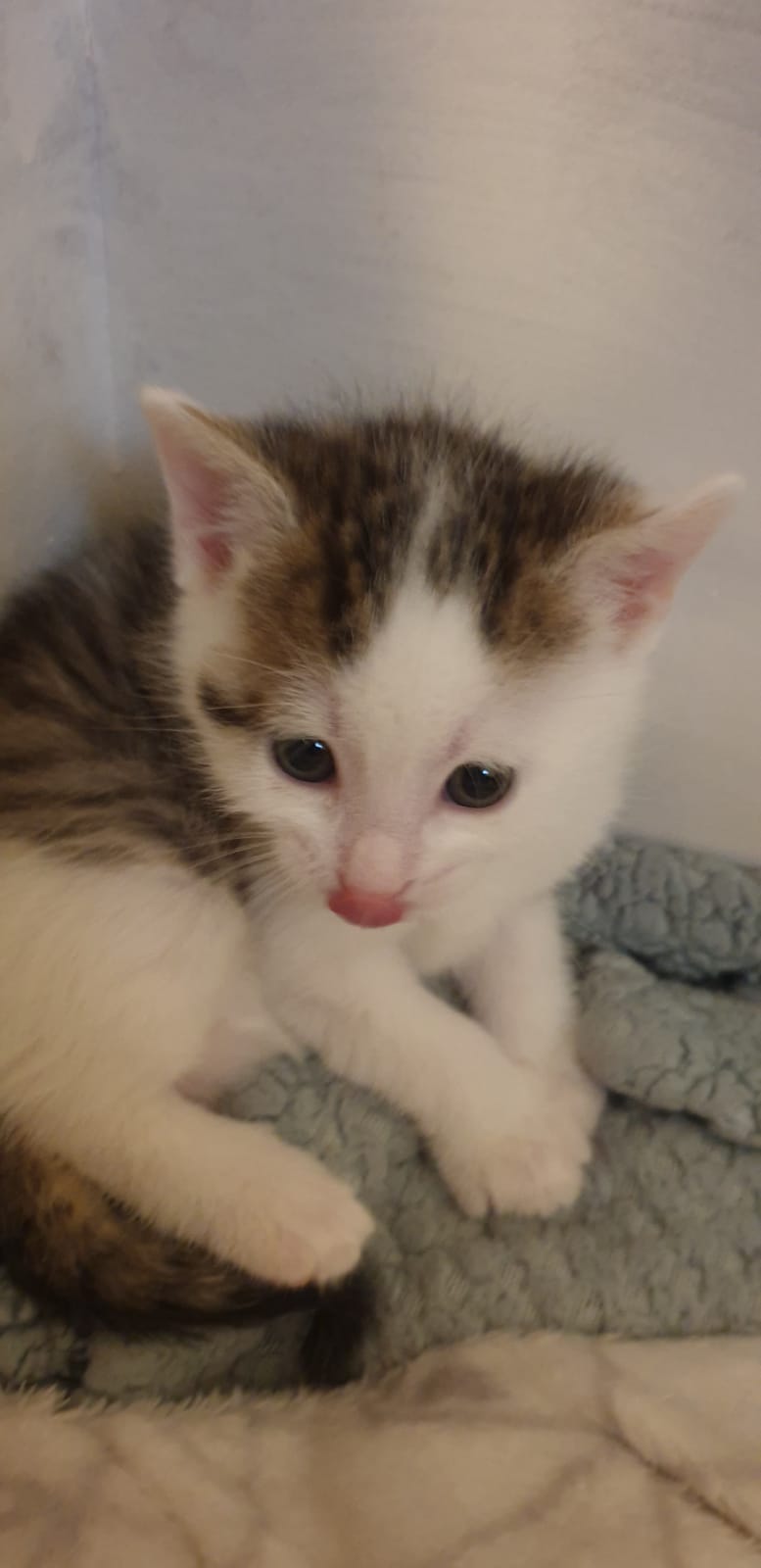 Europäische Hauskatze