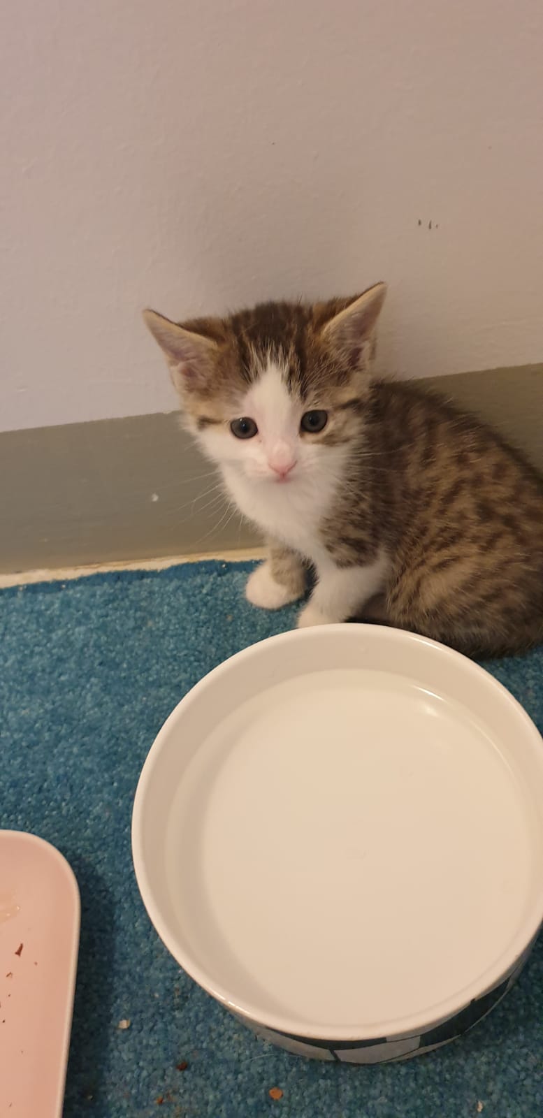 Europäische Hauskatze