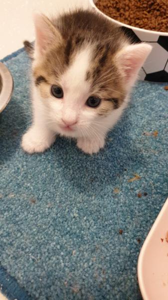 Europäische Hauskatze