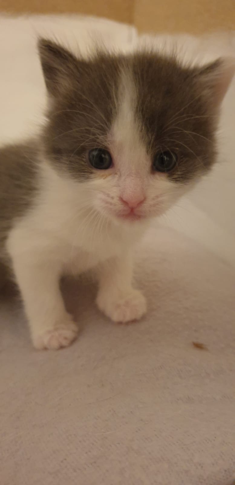 Europäische Hauskatze