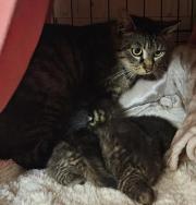 Fundtier Tier-ID 28935