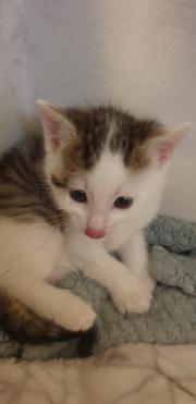 Fundtier Tier-ID 28710