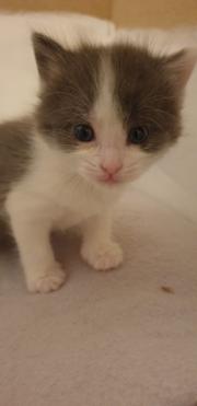 Fundtier Tier-ID 28713