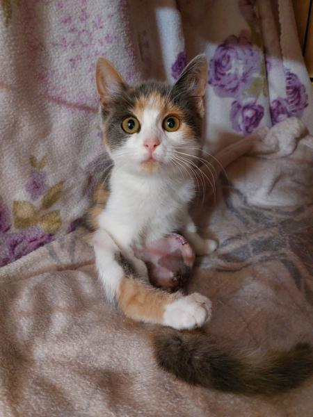 Europäische Hauskatze